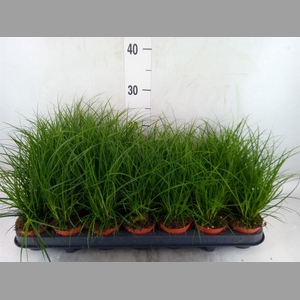 Carex brunnea