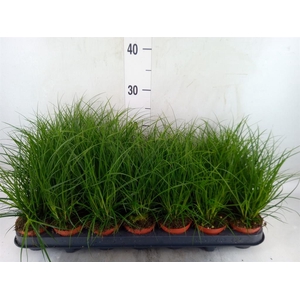 Carex brunnea