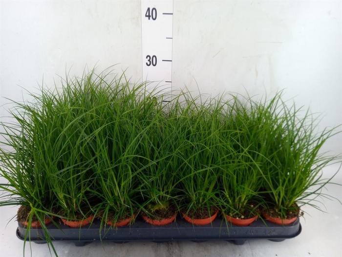 <h4>Carex brunnea</h4>