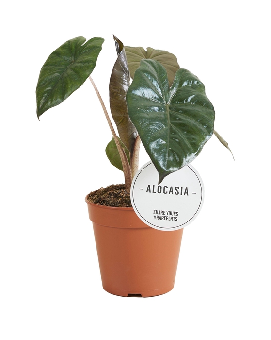 <h4>Alocasia Yucatán Princess</h4>