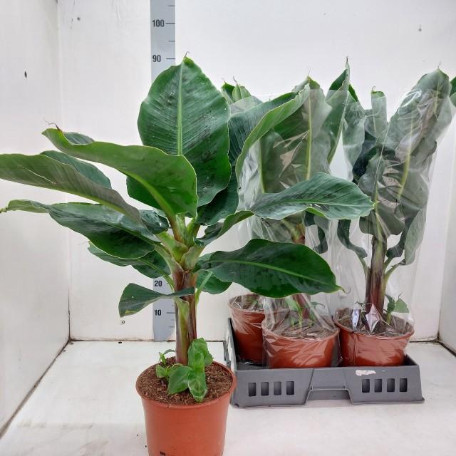 <h4>MUSA TROPICANA</h4>