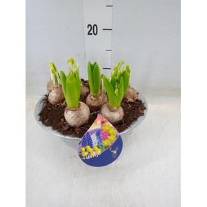 Arr.   Bol/Knolgewas L%