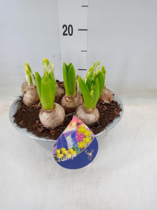 <h4>Arr.   Bol/Knolgewas L%</h4>