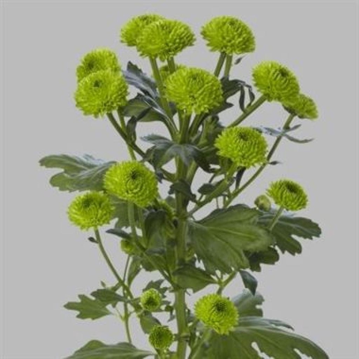 <h4>CHR SAN COUNTRY</h4>