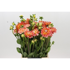 Dahlia Hapet Harmony