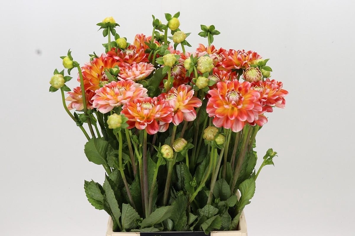 <h4>Dahlia Hapet Harmony</h4>