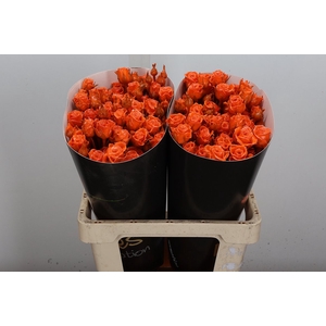 R Tr Wx Classic Orange