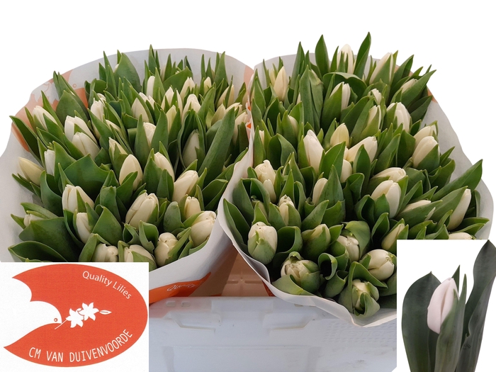 <h4>TU EN UPDATE</h4>