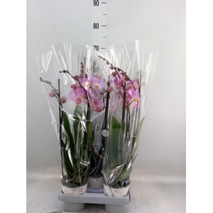 Phalaenopsis  'Ant Tampa'