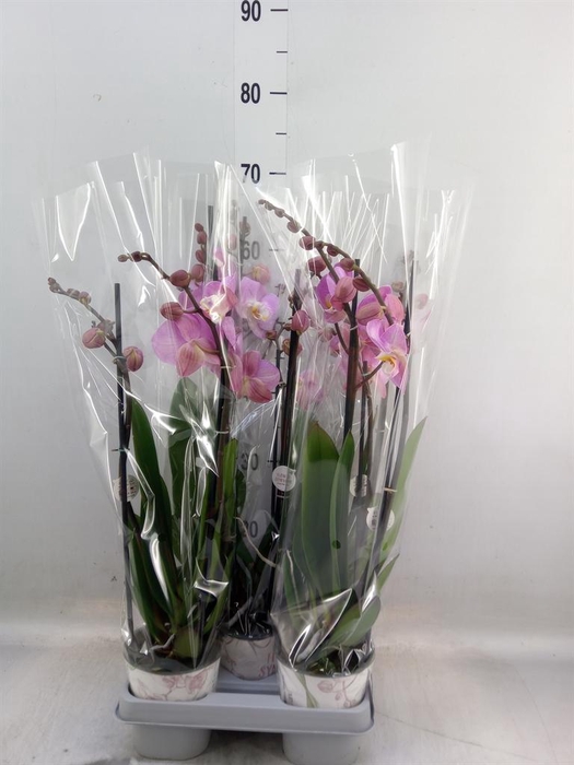 <h4>Phalaenopsis  'Ant Tampa'</h4>