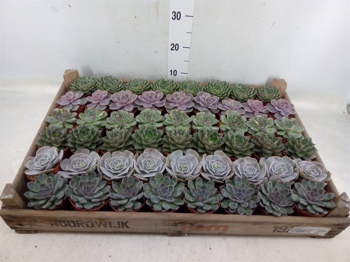 <h4>Echeveria   ...</h4>