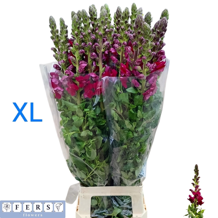 <h4>ANTIR ANTIBES MAGENT</h4>