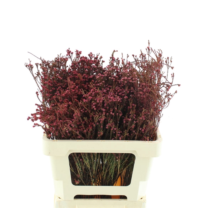 <h4>Kaaps Staavia Klb Red</h4>