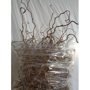 Corylus Av Contorta