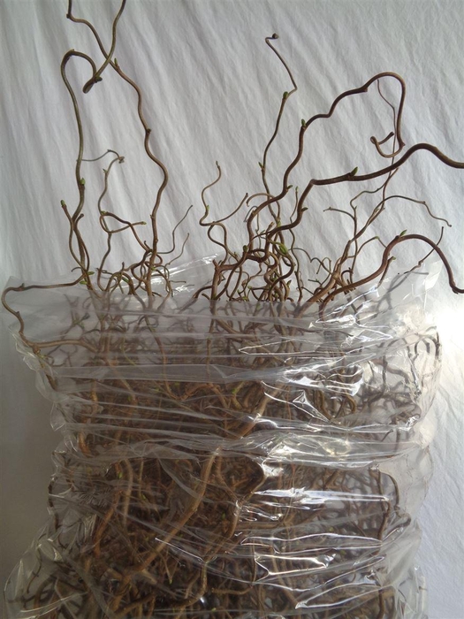 <h4>Corylus Av Contorta</h4>