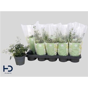 Jasm Polyanthum Wit 22+