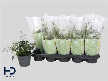 <h4>Jasm Polyanthum Wit 22+</h4>