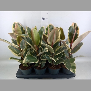 Ficus elastica 'Tineke'