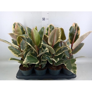 Ficus elastica 'Tineke'