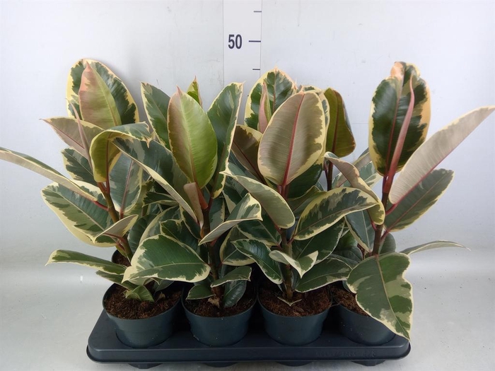 <h4>Ficus elastica 'Tineke'</h4>