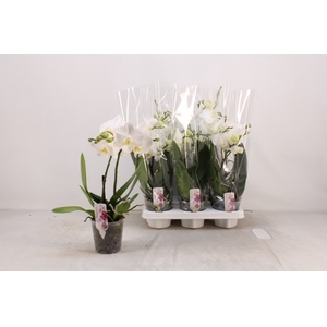 Phalaenopsis White 12Ø 40cm 2st 16fl