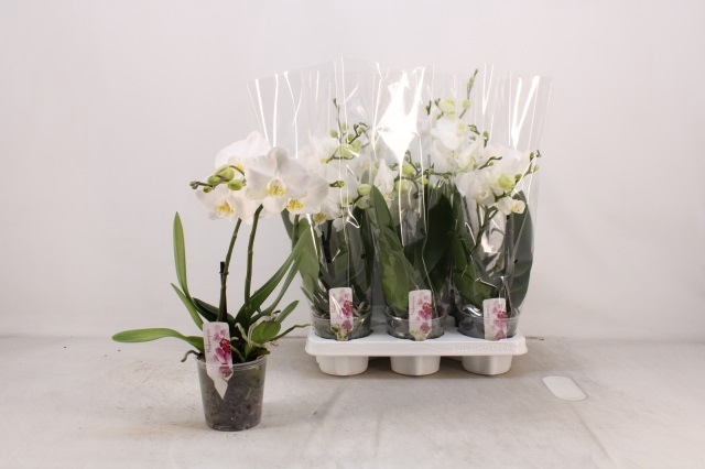 Phalaenopsis White 12Ø 40cm 2st 16fl