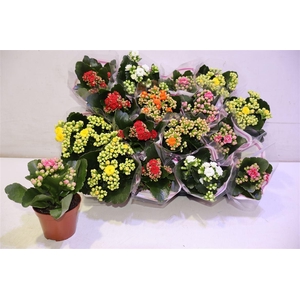 arr8 Kal Ge Gem 5 Kl