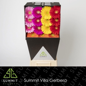 GE GR MIXED GREEN EYE