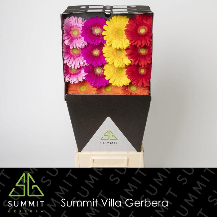 GE GR MIXED GREEN EYE