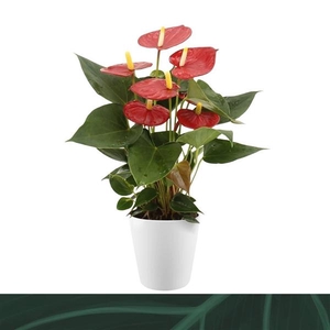 Anthurium Andreanum Grp Aristo