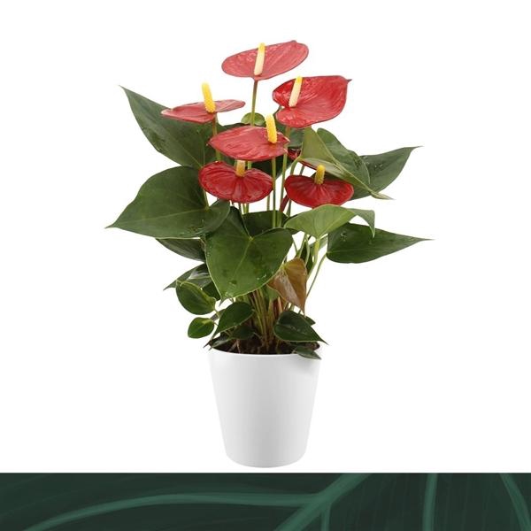 <h4>Anthurium Andreanum Grp Aristo</h4>