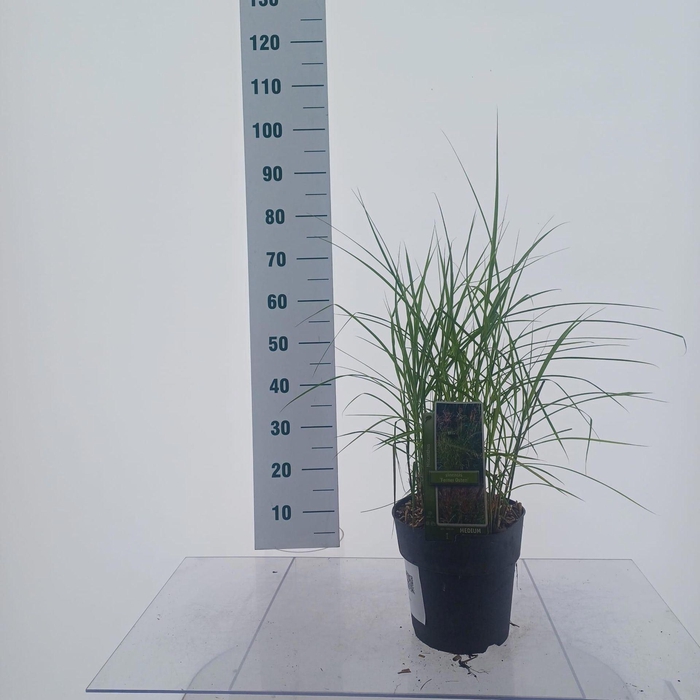 <h4>Miscanthus sinensis Ferner Osten</h4>