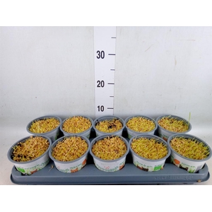 Hordeum sp.   ...kattegras zaai