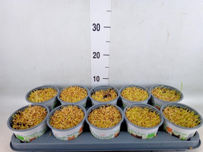 <h4>Hordeum sp.   ...kattegras zaai</h4>