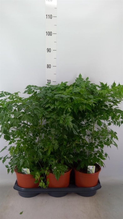 <h4>Radermachera sinica</h4>