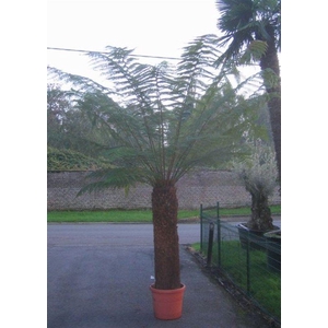 dicksonia antarctica