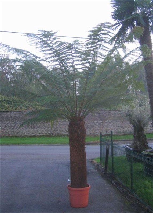 <h4>dicksonia antarctica</h4>