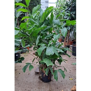 Caryota Mitis bush 170