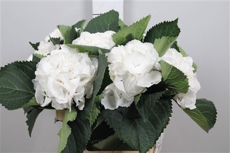 <h4>Hydr M Mag Snowflake</h4>