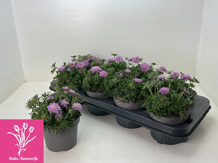 <h4>SCAB PINK DIAMONDS</h4>