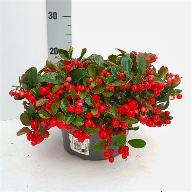 GAULTH PROCUMBENS