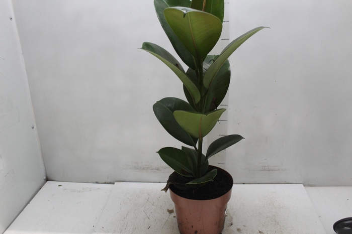 <h4>FICUS ELASTICA CLOE P17</h4>