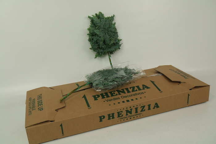 <h4>Rucula Fern</h4>