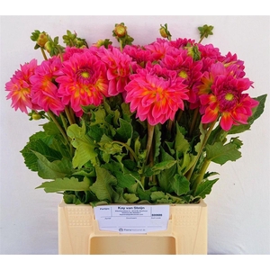 Dahlia Elsi