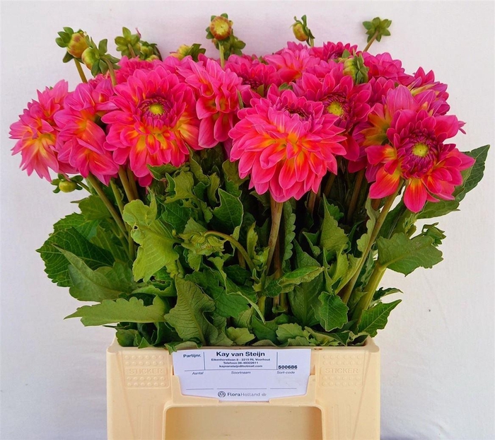 <h4>Dahlia Elsi</h4>