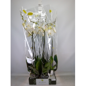 Phalaenopsis   ...white