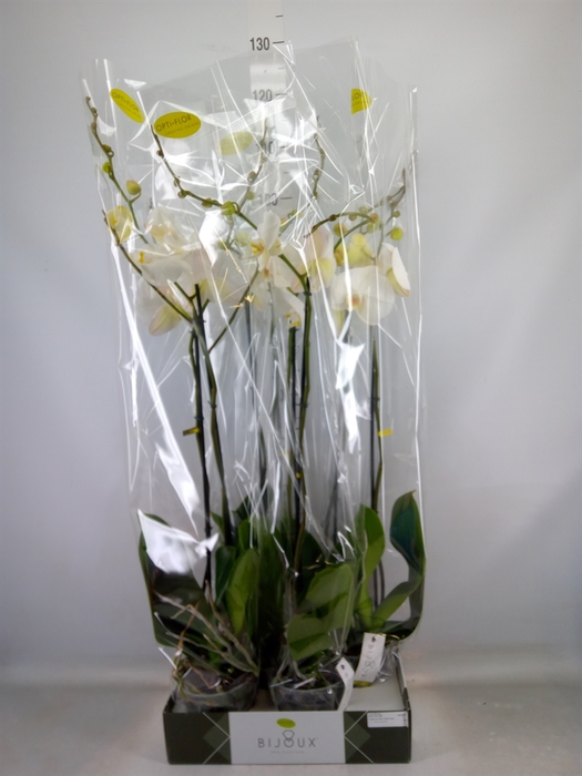 <h4>Phalaenopsis   ...white</h4>