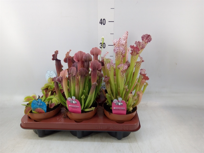 <h4>Vleesetende planten</h4>