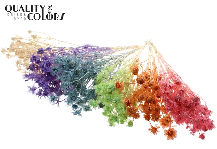 <h4>Carthamus per bunch Intense Mixed Colours Frosted</h4>