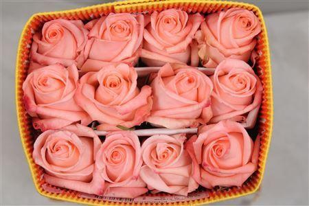 <h4>Rosa GR 'Engagement'</h4>